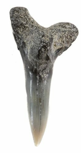 Hemipristis Shark Lower Anterior Tooth - Maryland #42585